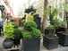  marchand de plantes et arbustes d'extérieur